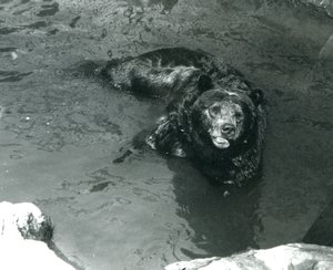 Un oso grizzly se baña en su piscina en el zoológico de Londres en 1924