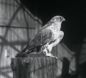 Un halcón gerifalte descansando sobre un tronco, Zoológico de Londres, diciembre 1925