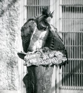 Un águila harpía en el zoológico de Londres, abril de 1914