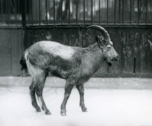 Un íbice del Himalaya en el Zoológico de Londres, 1927 de Frederick William Bond