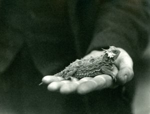 Un lagarto cornudo descansa en la mano de su cuidador, zoológico de Londres, abril de 1923 de Frederick William Bond