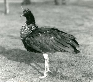 Un chajá cornudo de pie sobre el césped en el Zoológico de Londres en septiembre de 1927