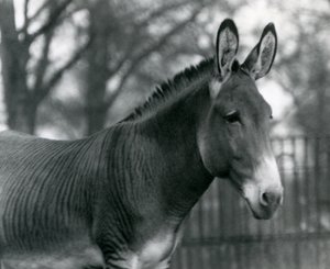 Una cebra híbrida en el Zoológico de Londres en julio de 1924 de Frederick William Bond