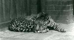 Jaguar descansando en el Zoológico de Londres, junio de 1924 de Frederick William Bond