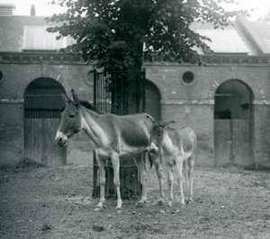 Un kiang y su potro de pie bajo un árbol en su prado, Zoológico de Londres, agosto de 1927 de Frederick William Bond