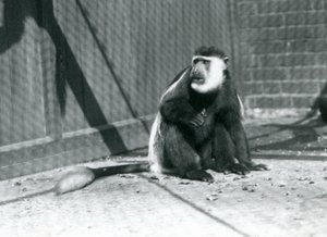 Un mono colobo blanco y negro Kikuyu sentado en su recinto en el Zoológico de Londres en julio de 1925