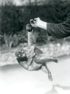 Un kinkajú suspendido del dedo de un cuidador por su cola prensil, Zoológico de Londres, septiembre de 1925 de Frederick William Bond
