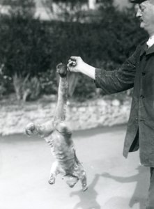 Un kinkajú suspendido boca abajo, del dedo de un cuidador, por su cola prensil, Zoológico de Londres, septiembre de 1925 de Frederick William Bond