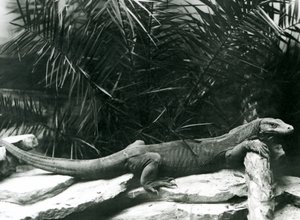 Un Dragón de Komodo descansando su cuello y patas delanteras contra un tronco en el Zoológico de Londres en junio de 1927