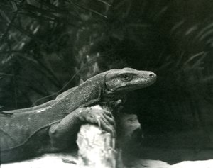 Un Dragón de Komodo descansando su cuello y patas delanteras contra un tronco en el Zoológico de Londres en junio de 1927