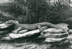 Un dragón de Komodo descansando en una pared rocosa en el Zoológico de Londres en 1927