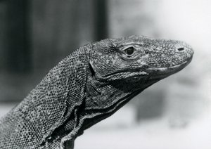 Un Dragón de Komodo en el Zoológico de Londres en agosto de 1928 de Frederick William Bond