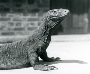 Un Dragón de Komodo en el Zoológico de Londres en agosto de 1928 de Frederick William Bond