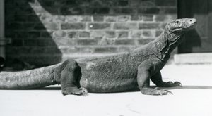 Un Dragón de Komodo en el Zoológico de Londres en agosto de 1928 de Frederick William Bond