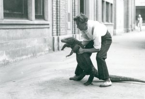 Un Dragón de Komodo siendo levantado sobre sus patas traseras por un cuidador en el Zoológico de Londres en agosto de 1928 de Frederick William Bond