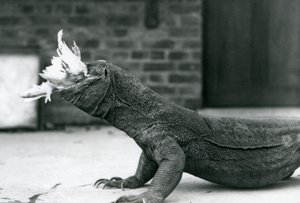 Un Dragón de Komodo comiendo un pollo en el Zoológico de Londres en agosto de 1928 de Frederick William Bond