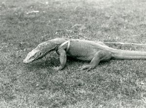 Un Dragón de Komodo paseando por un césped, con arnés y correa de Frederick William Bond