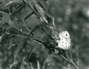 Un Cangrejo Ermitaño Terrestre trepando por una pequeña rama, Zoológico de Londres de Frederick William Bond