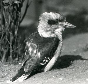 Un kookaburra risueño en el Zoológico de Londres en abril de 1925