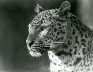 Un leopardo en el Zoológico de Londres en 1930 de Frederick William Bond