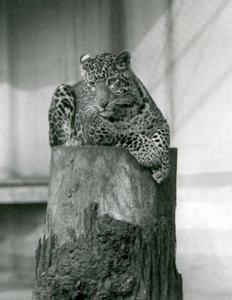 Un leopardo acostado en la cima de un tocón de árbol, zoológico de Londres