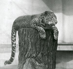 Un leopardo acostado en la cima de un tocón de árbol con su cola colgando detrás, zoológico de Londres
