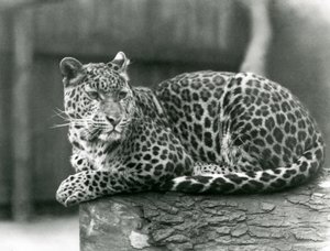 Un leopardo descansando en un tronco en el zoológico de Londres en 1929 de Frederick William Bond