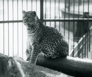 Un leopardo sentado en un tronco en su recinto en el Zoológico de Londres, septiembre de 1925 de Frederick William Bond