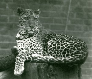 Un Leopardo Sentado en un Tocón de Árbol en el Zoológico de Londres en 1924 de Frederick William Bond