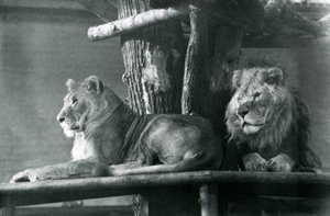 Un león y una leona descansando en una plataforma alta, en su recinto, Zoológico de Londres en 1929 de Frederick William Bond