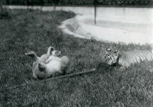 Un cachorro de león y un cachorro de tigre jugando con una fregona, en el césped, junto a una piscina, Zoológico de Londres, septiembre de 1925 de Frederick William Bond