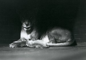 Un cachorro de león acostado con su madre en la sombra de la parte trasera de su recinto, Zoológico de Londres, octubre de 1925 de Frederick William Bond