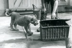 Un cachorro de león mirando a un cachorro de tigre en una cesta de mimbre, que un cuidador está abriendo, Zoológico de Londres, septiembre de 1925 de Frederick William Bond