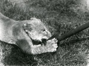 Un cachorro de león jugando con una fregona, sostenida por su cuidador, en el césped frente a su guarida, Zoológico de Londres, septiembre de 1925 de Frederick William Bond