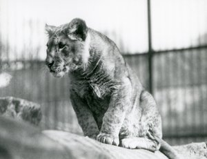 Un cachorro de león, nacido en la menagerie en julio de 1923, Zoológico de Londres, julio de 1924 de Frederick William Bond