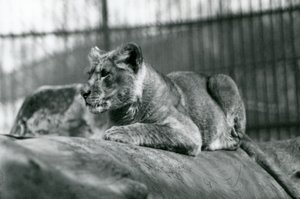 Un cachorro de león, nacido en la menagerie en julio de 1923, Zoológico de Londres, julio de 1924