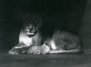 Una leona y su cachorro acostados en la sombra de la parte trasera de su recinto, Zoológico de Londres, octubre de 1925 de Frederick William Bond