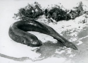 Un pez pulmonado descansando fuera del agua en el Zoológico de Londres en septiembre de 1928 de Frederick William Bond