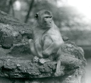 Un Macaco Sentado en una Roca en el Zoológico de Londres en 1924 de Frederick William Bond