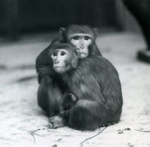 Una macaca con su bebé sentados juntos en el suelo de su recinto, Zoológico de Londres de Frederick William Bond
