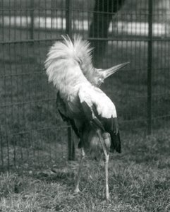 Una cigüeña maguari realizando la exhibición arriba-abajo, Zoológico de Londres, julio de 1925