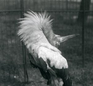 Una cigüeña maguari realizando la exhibición arriba-abajo, Zoológico de Londres, julio de 1925 de Frederick William Bond