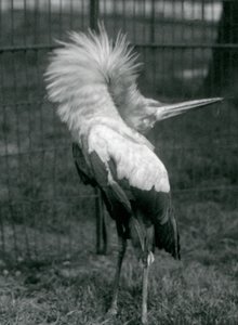 Un cigüeña maguari realizando la exhibición arriba-abajo, Zoológico de Londres, julio de 1925