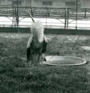 Una cigüeña Maguari realizando la exhibición de arriba-abajo mientras está de pie sobre el césped junto a una pequeña piscina de concreto, Zoológico de Londres, julio de 1925 (foto en blanco y negro)