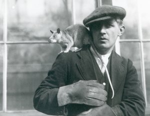 Una rata gigante malgache sentada en el hombro de su cuidador, Zoológico de Londres, 1924