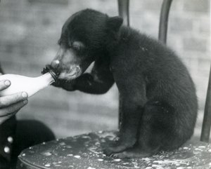 Un cachorro de oso malayo o del sol sentado en una silla mientras su cuidador lo alimenta con biberón en el Zoológico de Londres, años 1920
