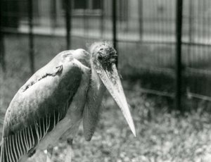 Un marabú en su recinto en el Zoológico de Londres en septiembre de 1928