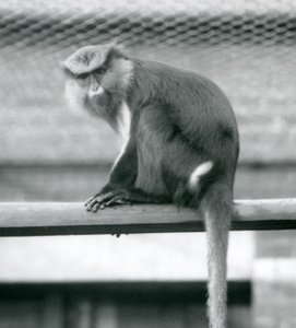 Un mono Mona sentado en un poste horizontal en su recinto en el Zoológico de Londres en septiembre de 1925 de Frederick William Bond