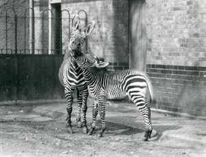Una Cebra de Montaña y su potro en el Zoológico de Londres en 1929 (foto en blanco y negro) de Frederick William Bond