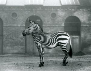 Una cebra de montaña de pie, en su corral, frente a las altas puertas de la Casa de las Jirafas en el Zoológico de Londres en 1927 de Frederick William Bond